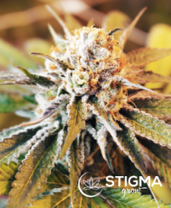 Stigma Grow: Craft Cannabis 
